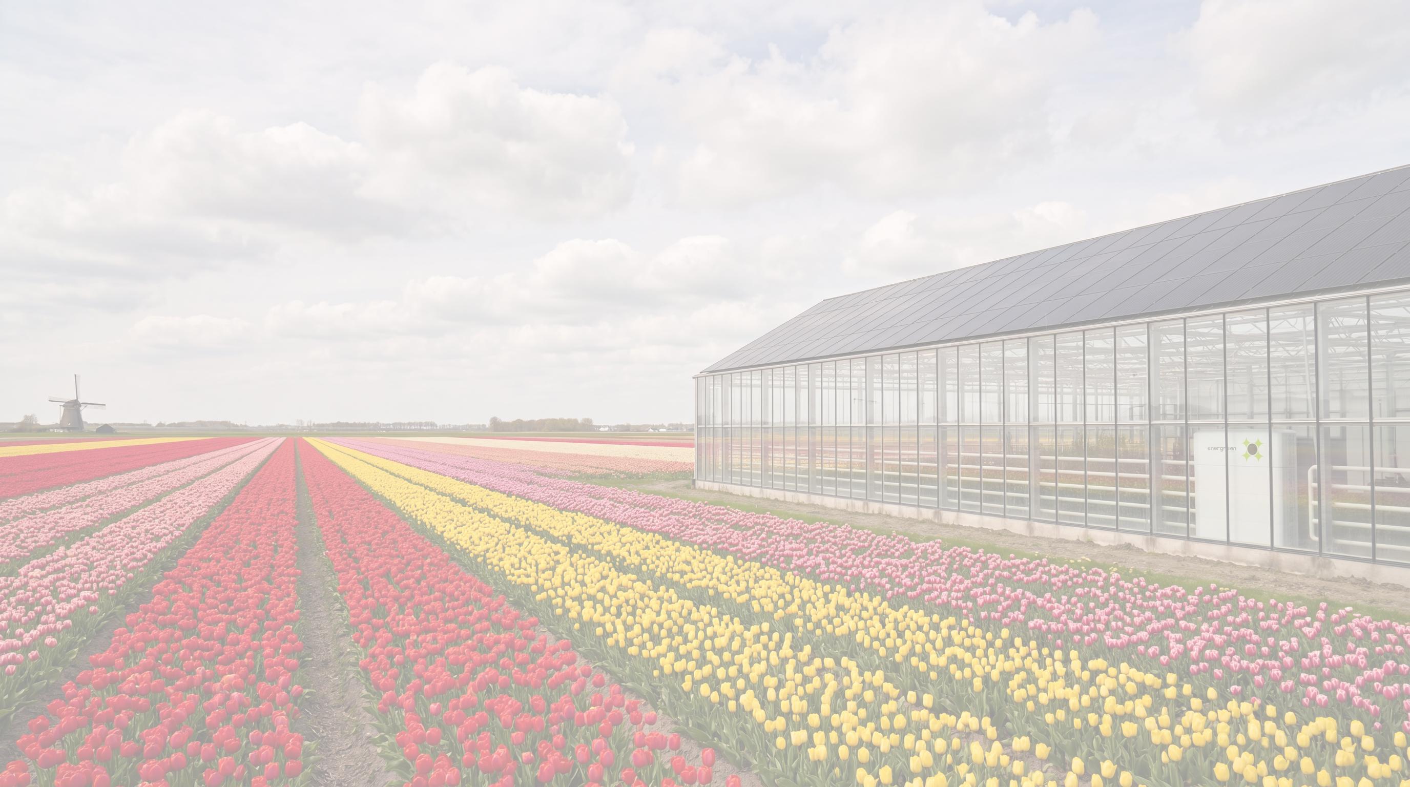 noord-holland_tulpen.jpg